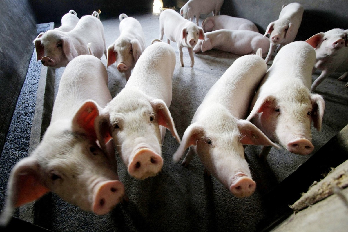 Muyuan Foods is betting on an increase in live hog prices this year. Photo: AP Photo