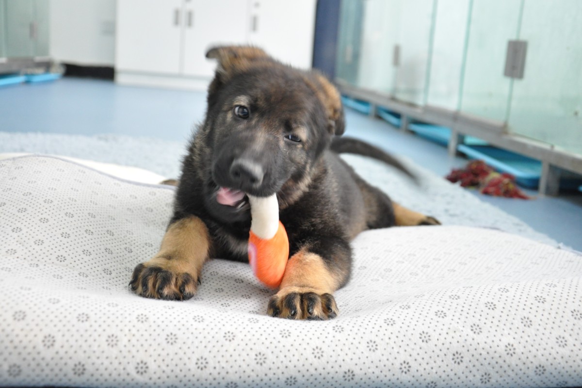 Police say the cloned puppy Kunxun is already showing promise. Photo: Sinogene