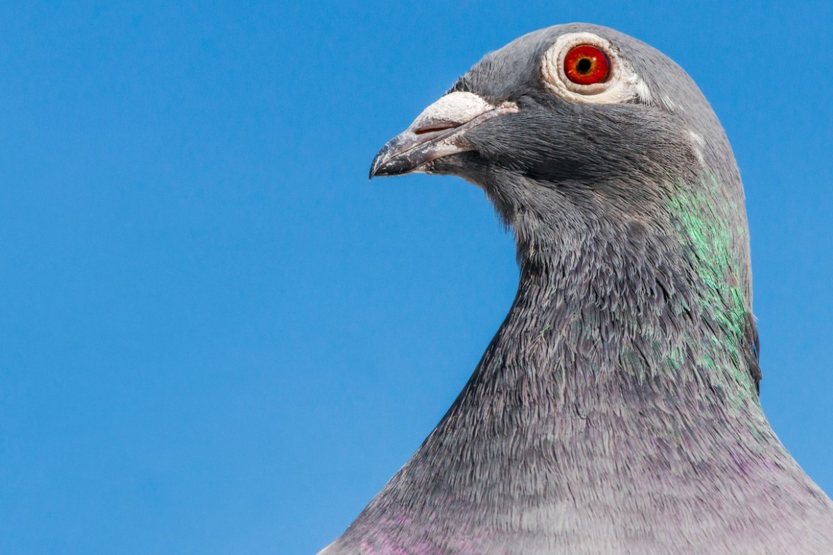 Meet Armando, the US1.4 million racing pigeon that had two Chinese