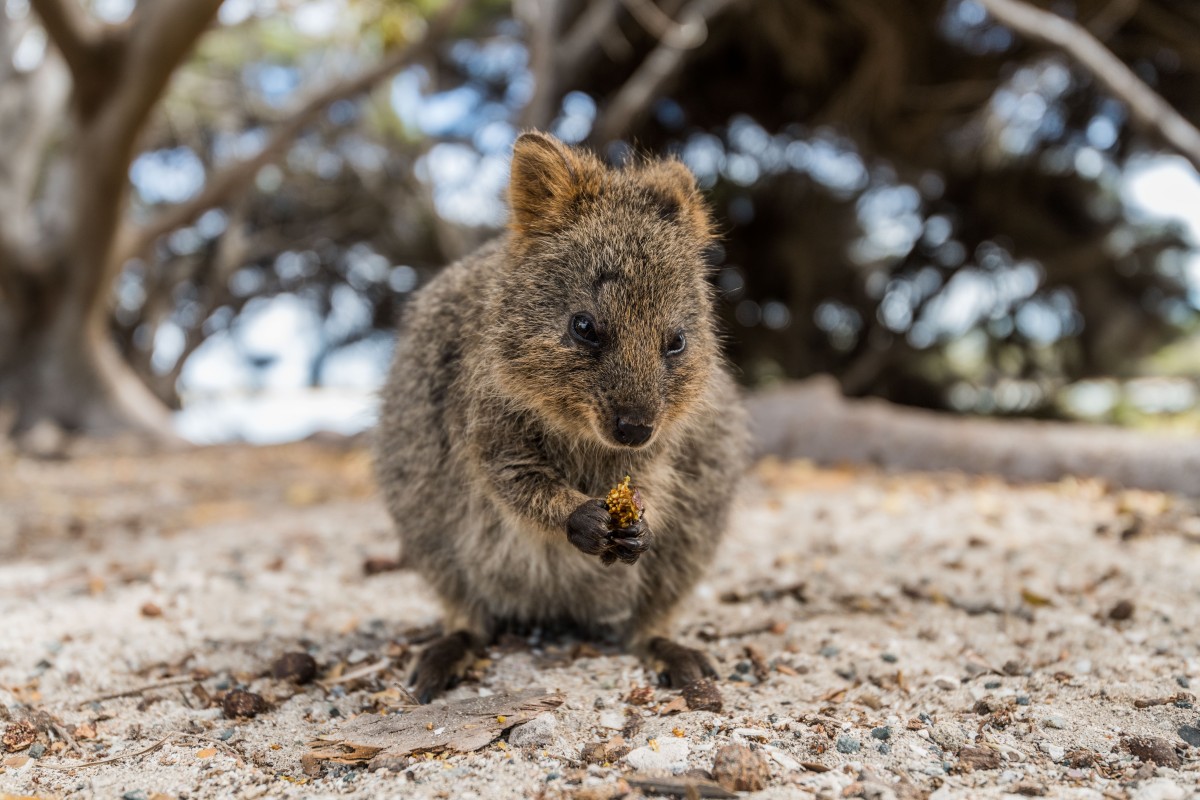 Discover Western Australia S Pride And Joy Rottnest Island And Its Cute Quokkas South China Morning Post