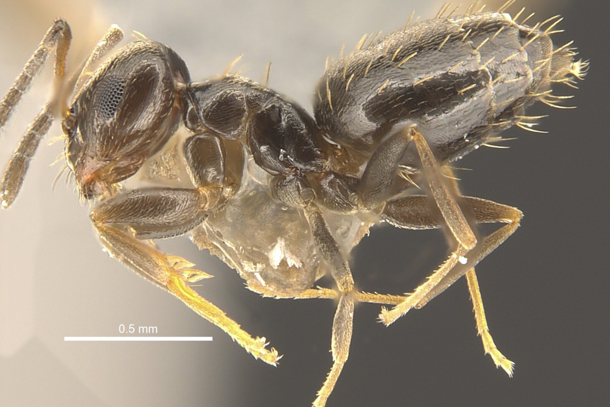 New Ant Discovered In Hong Kong Named After Lantau Island