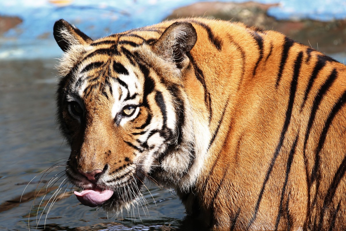 How Belmond S Luxury Tiger Express Train Journey Could
