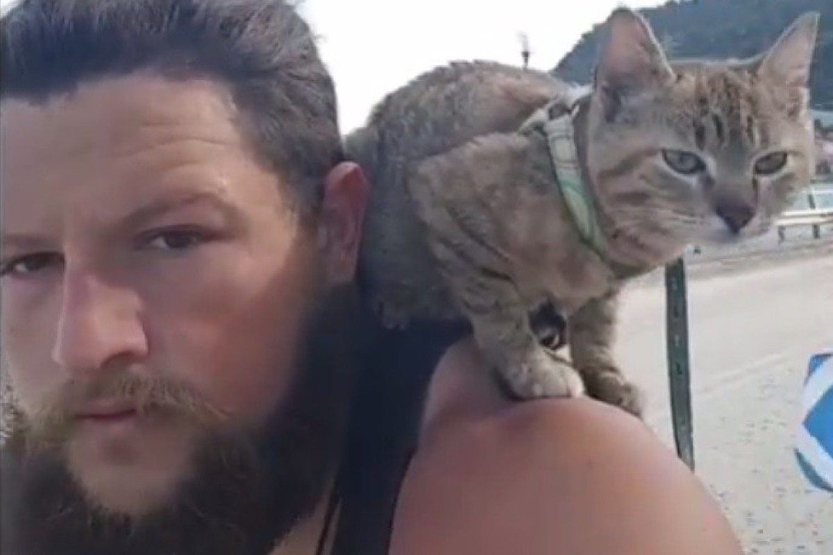 stray cat named nala