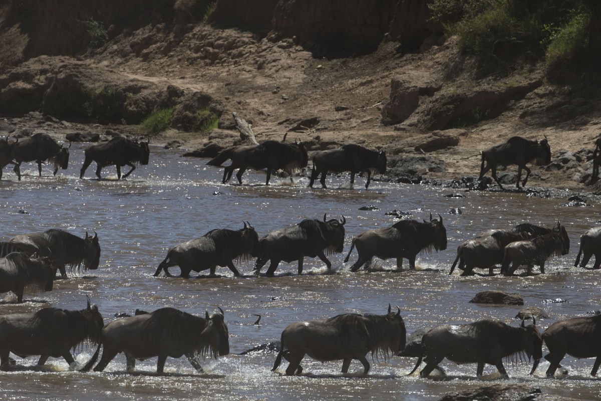 Wildebeest crossing the Mara River in the Maasai Mara Game Reserve in Kenya on Tuesday, December 3, 2013. Photo: AP