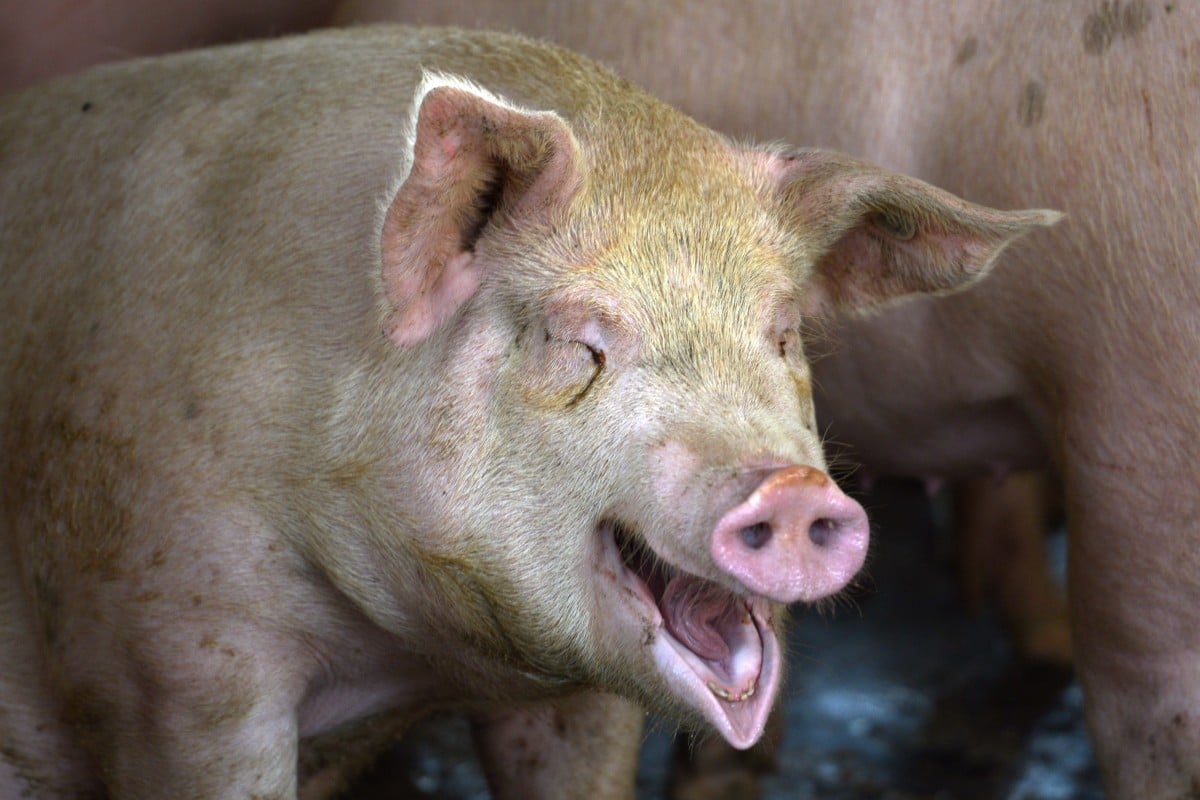 Chinese and US scientists unveil batteryfree pacemaker powered by the