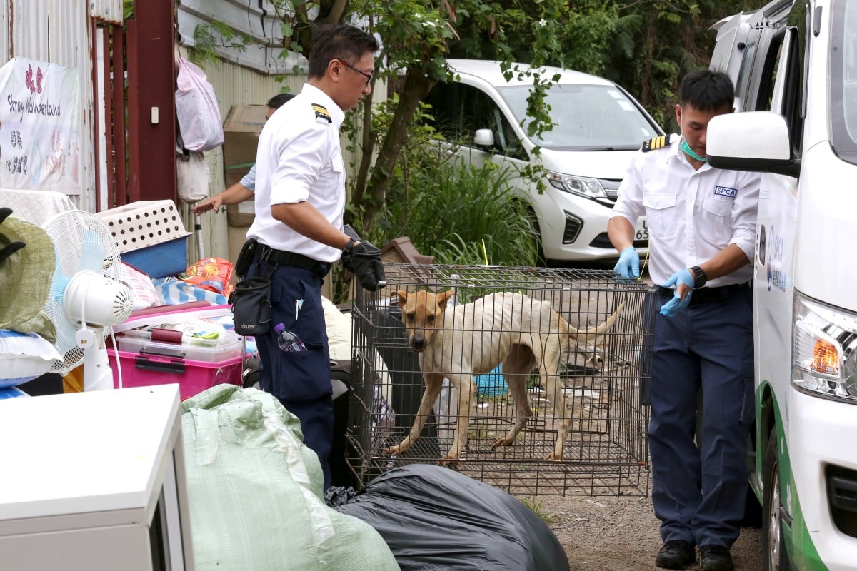 Get Wallpaper Animal Shelter Nightmare Inspectors Discover 36 Dead Cats And Dogs At Decrepit New Territories Facility As Rescue Mission Continues South China Morning Post For Free