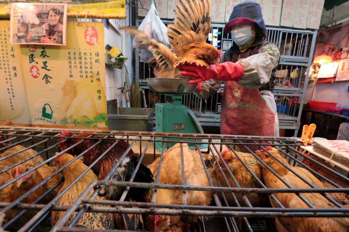 China chicken prices jump on supply shortage as consumers swap poultry