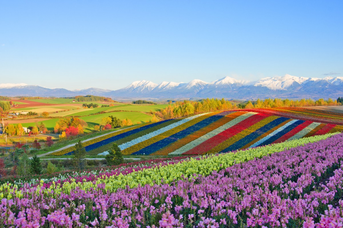 Why is Furano in rural Hokkaido home to so many Michelin 