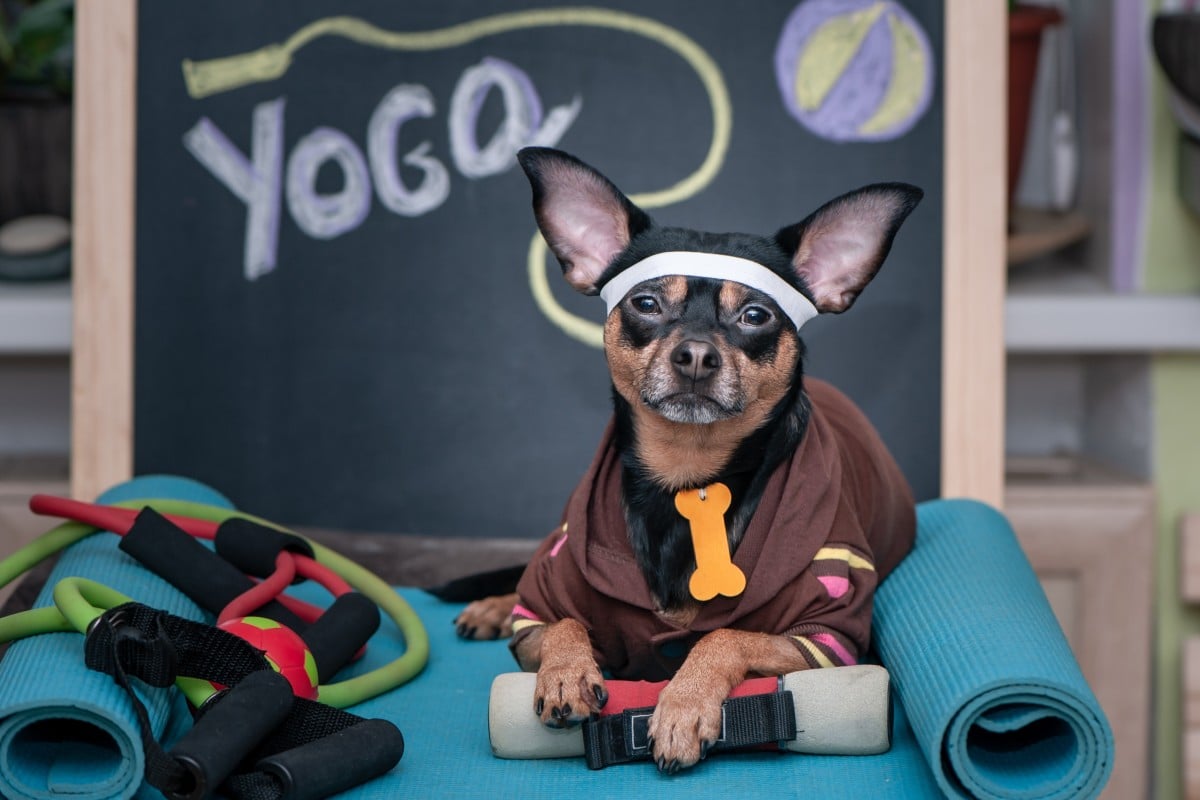 yoga accessories 2019