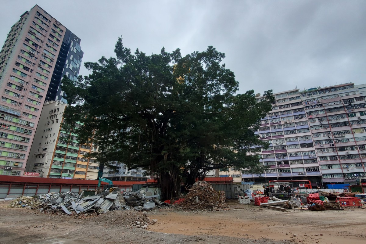 Condition Of Two Heritage Banyans In Mong Kok Reflect Hong - 