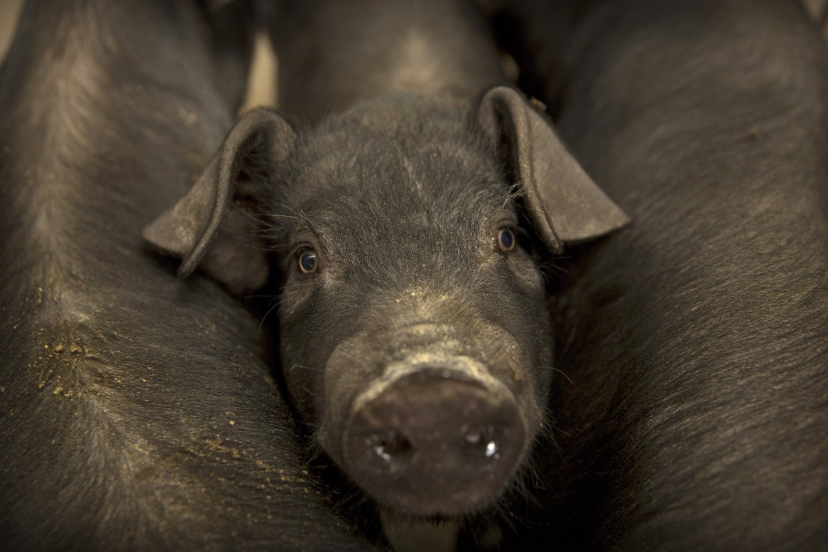 UBS economist Paul Donovan’s “Chinese pig” comment to explain the outbreak African swine fever set off a firestorm on Chinese social media. Photo: AP Photo
