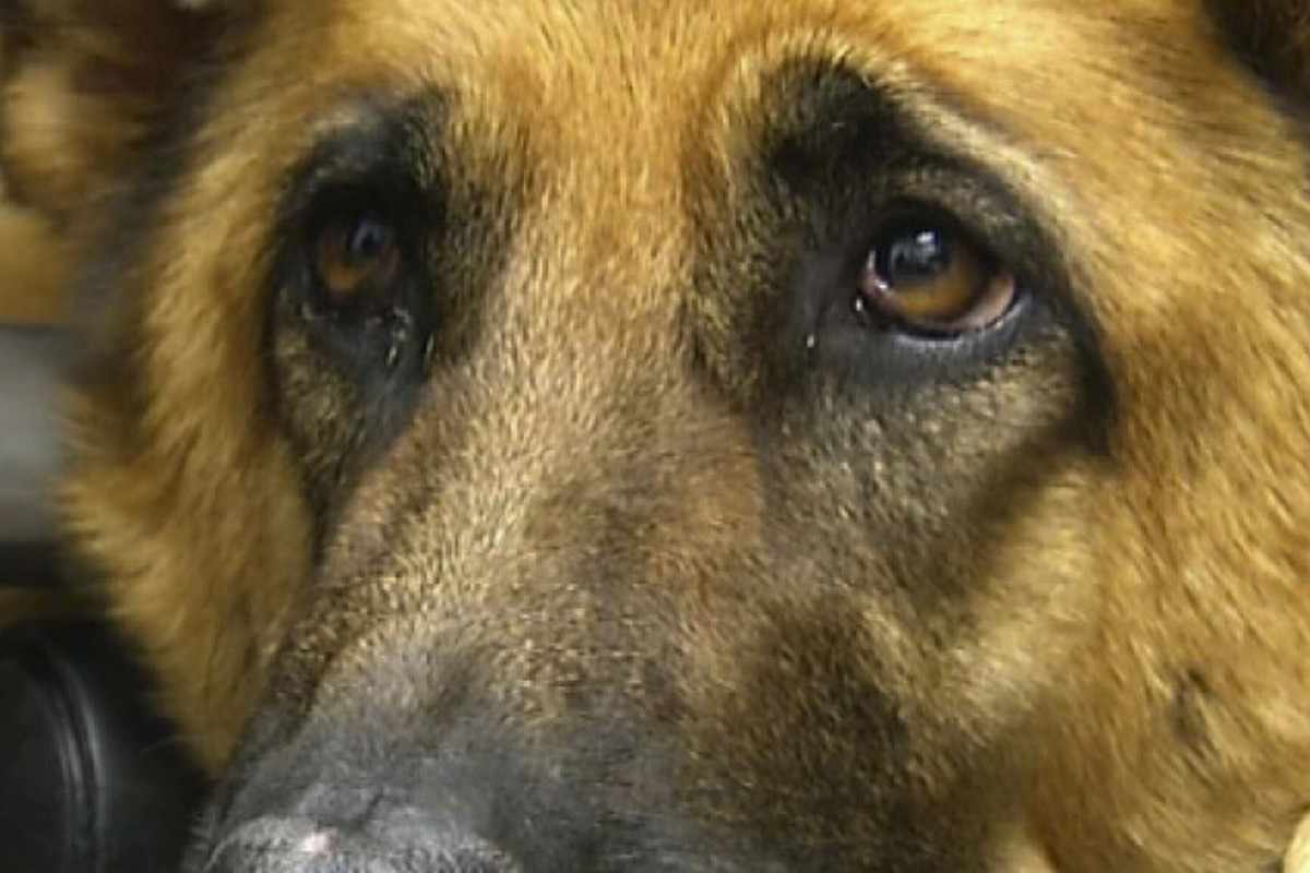 How dogs learned to manipulate us with their sad puppy eyes, according to scientists | South ...