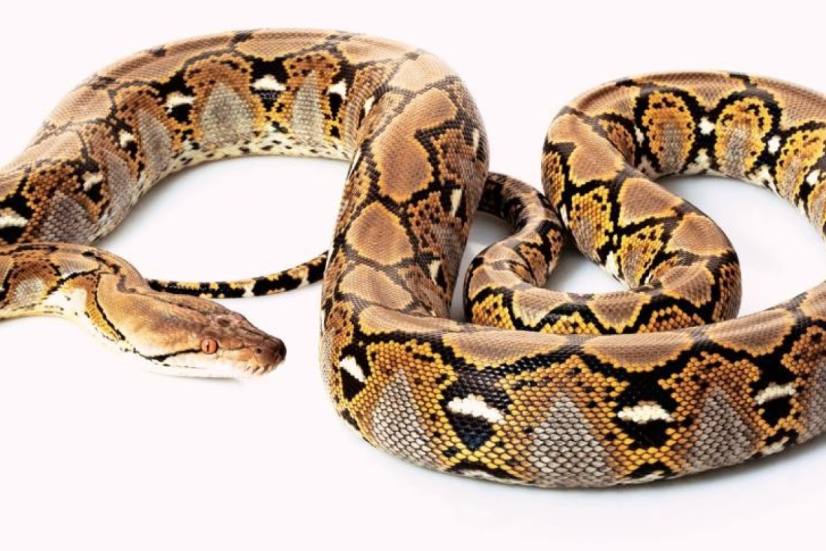 Three-metre long reticulated python loose in university city of ...