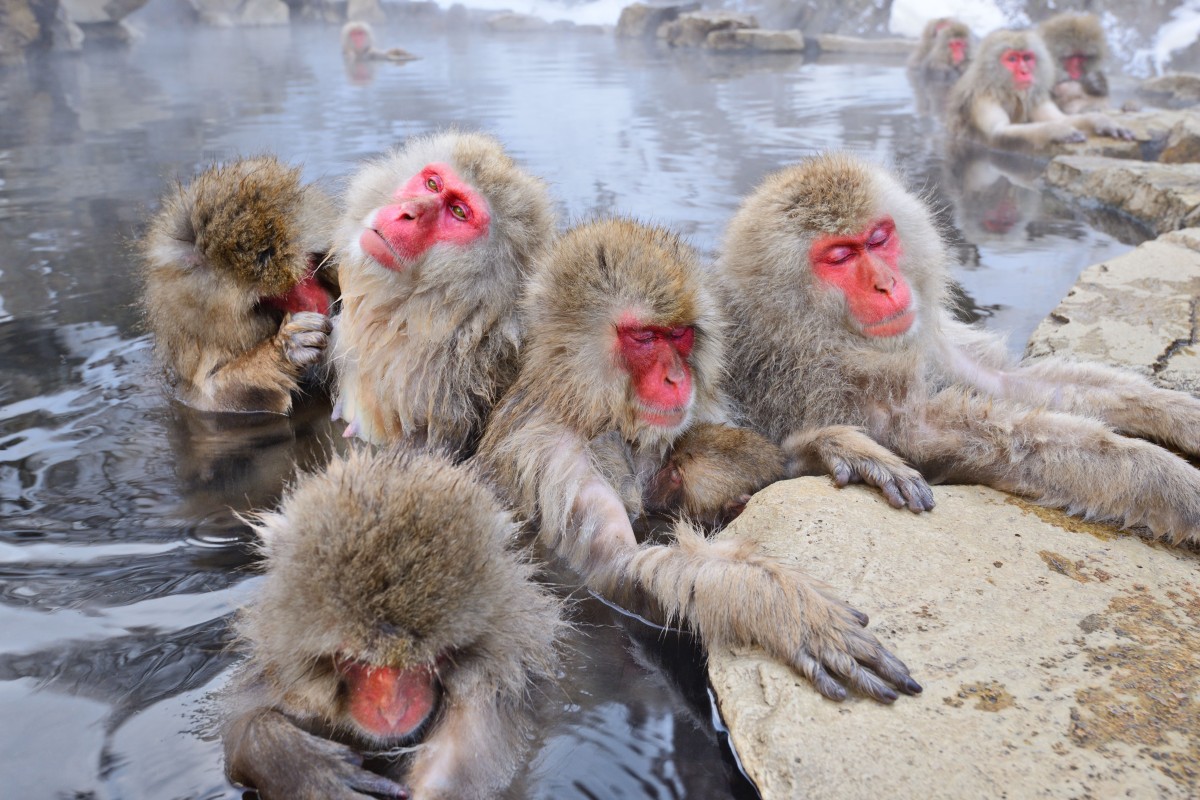 Want a Japanese holiday full of exciting food and hot springs? Then