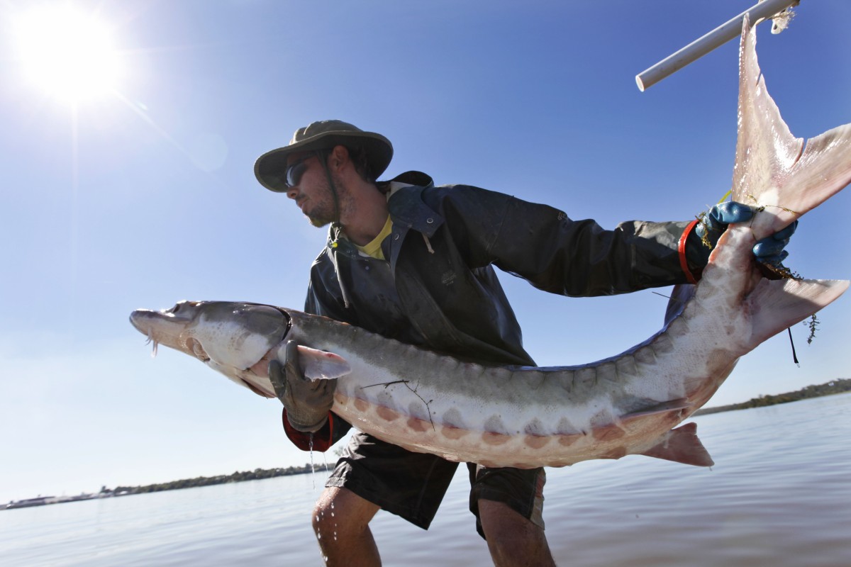 Strigan Fish Sturgeon, fish that once swam with dinosaurs, are fighting back from ...