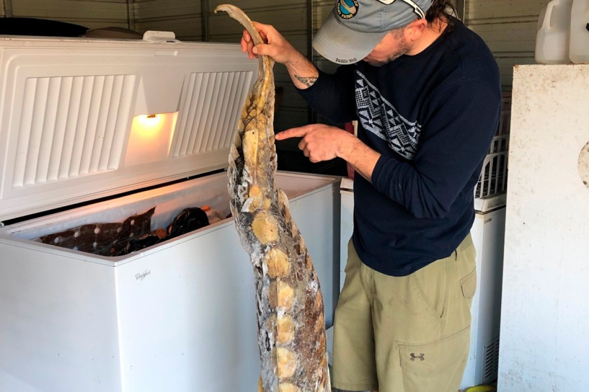 Sturgeon Fish That Once Swam With Dinosaurs Are Fighting