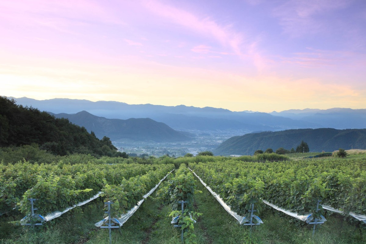 How Did Japan Become The Worlds Latest Serious Wine - 