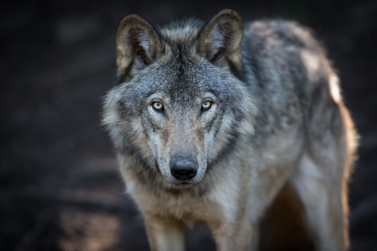 silverback wolf