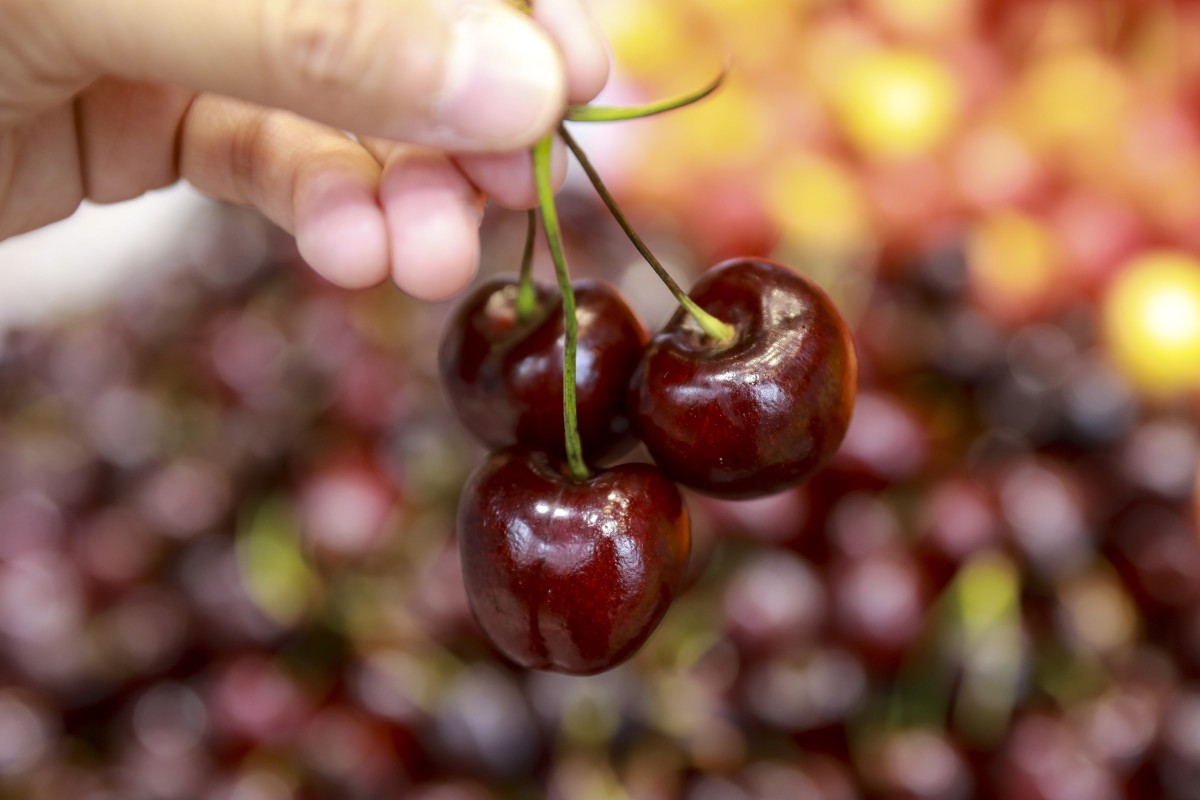 Vietnam gets a bite at the cherry as US farm exports find new market