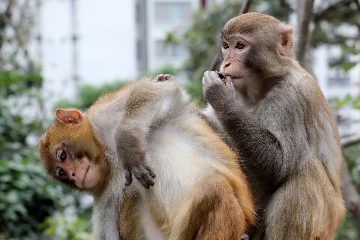 Chinese Scientists Clone Five Baby Monkeys After Editing
