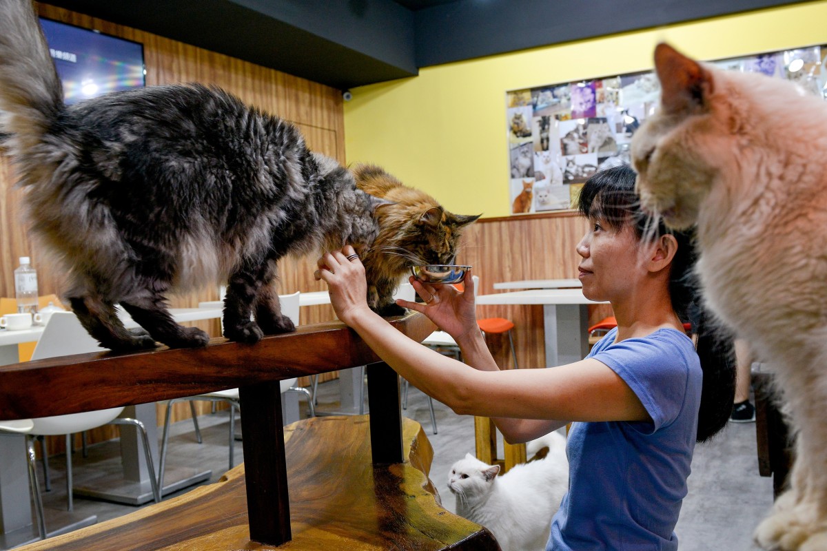 The Taipei Cat Cafe That S Been Winning Over City S Dog