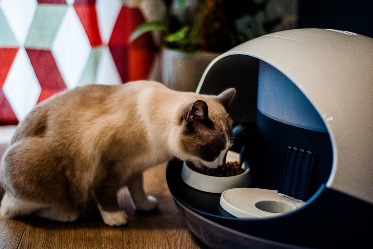 The Taipei Cat Cafe That S Been Winning Over City S Dog