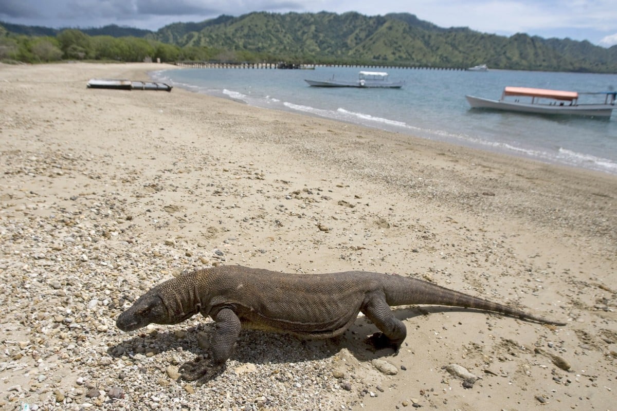 Komodo is a place, sure. It’s also the name of a dragon. Photo: EPA-EFE