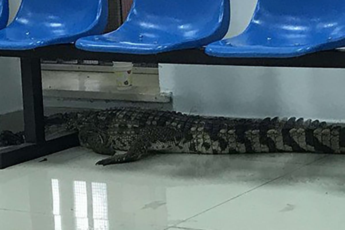 The escaped crocodile was captured by police officers and taken to the local station. Photo: Handout