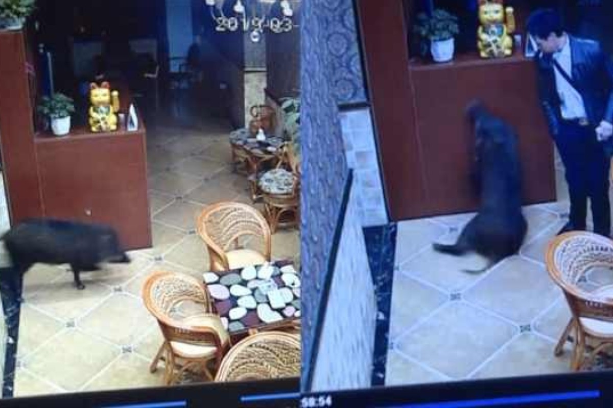 The boar was filmed by surveillance cameras wandering around the karaoke parlour. Photo: Weibo