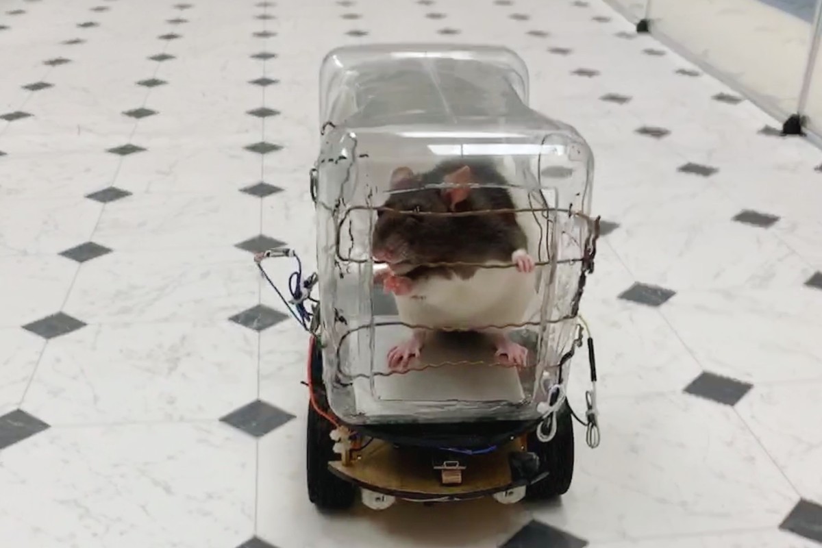 Rats trained to drive tiny cars find it relaxing, scientists report