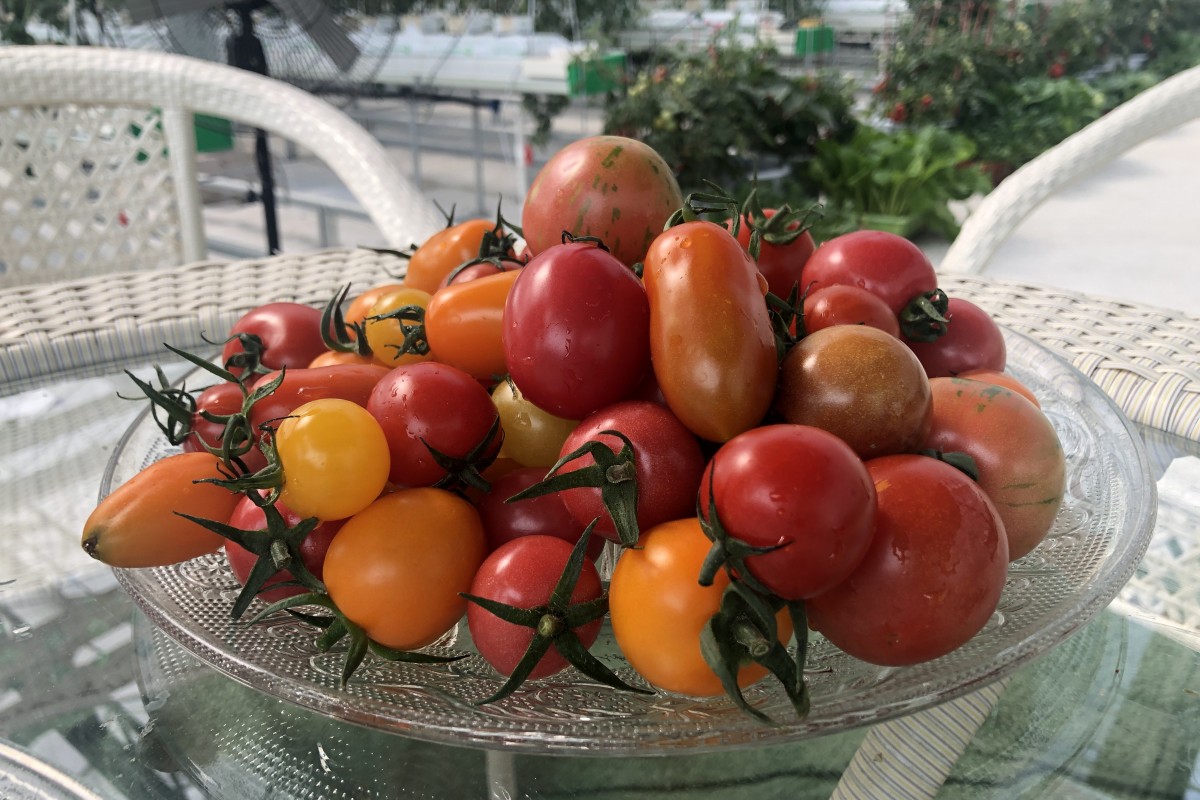 This Smart Farm In Wuzhen Is Producing Tomatoes That Get Tender Loving Care Courtesy Of A 5g Network South China Morning Post