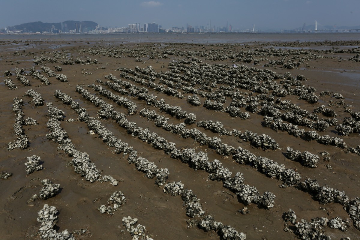 Hong Kong oysters served up as natural defence against flooding caused by climate change South