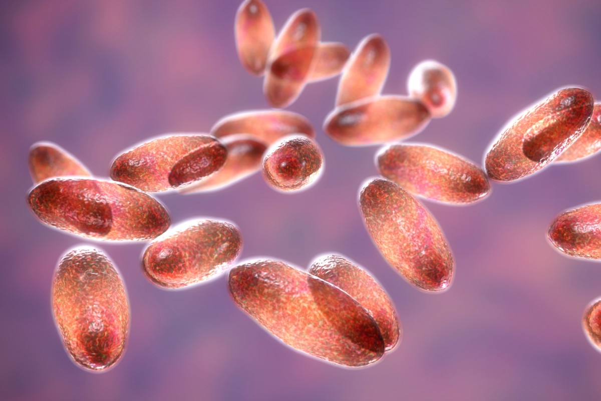 The disease is spread by the Yersinia pestis bacteria. Photo: Shutterstock