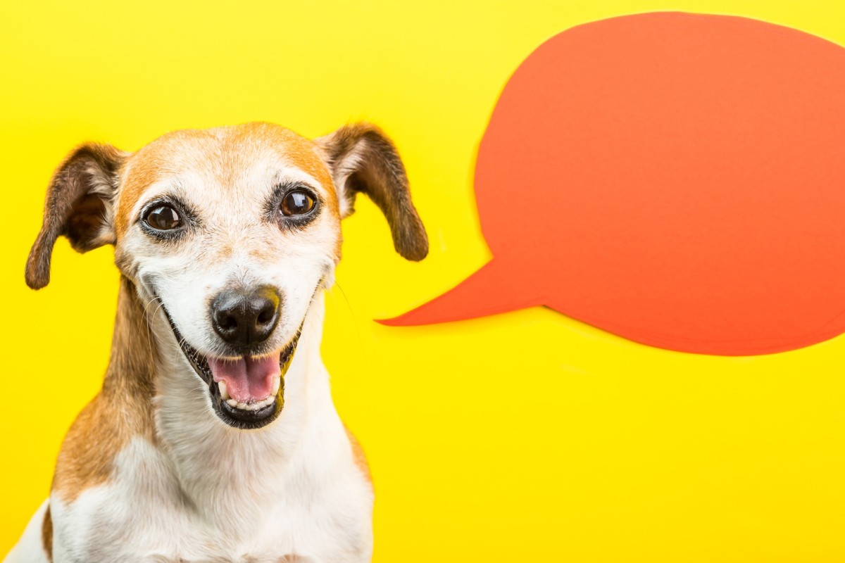 Can Cats And Dogs Talk An Animal Communicator Speaks To Our Cat