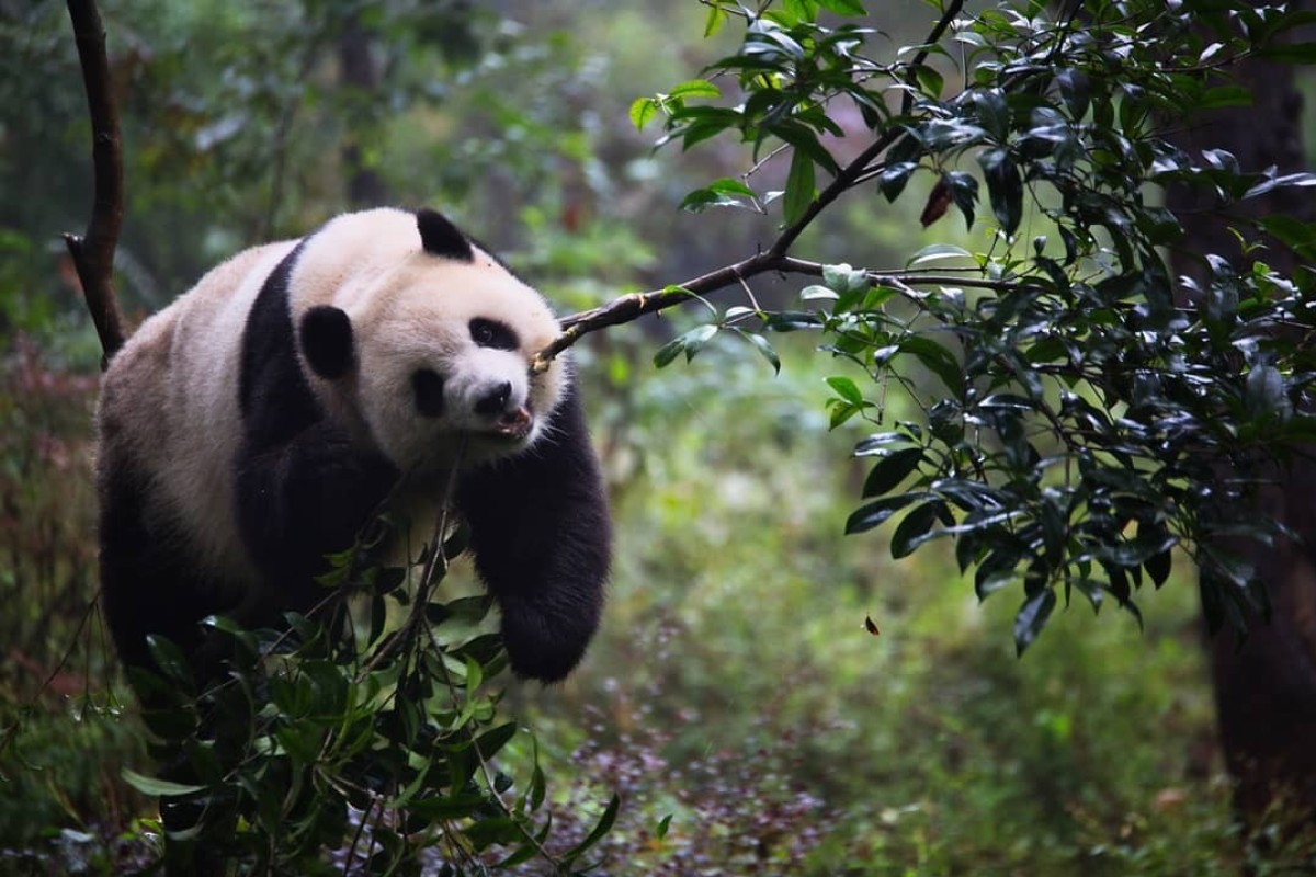 7 Ethical Animal Experiences In China And Southeast Asia Where You Can Feed Pandas Walk With Elephants And Swim With Dugongs South China Morning Post
