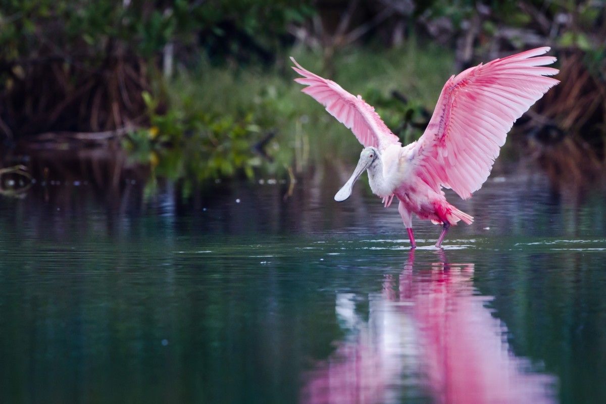 A rosette spoonbill in the Everglades