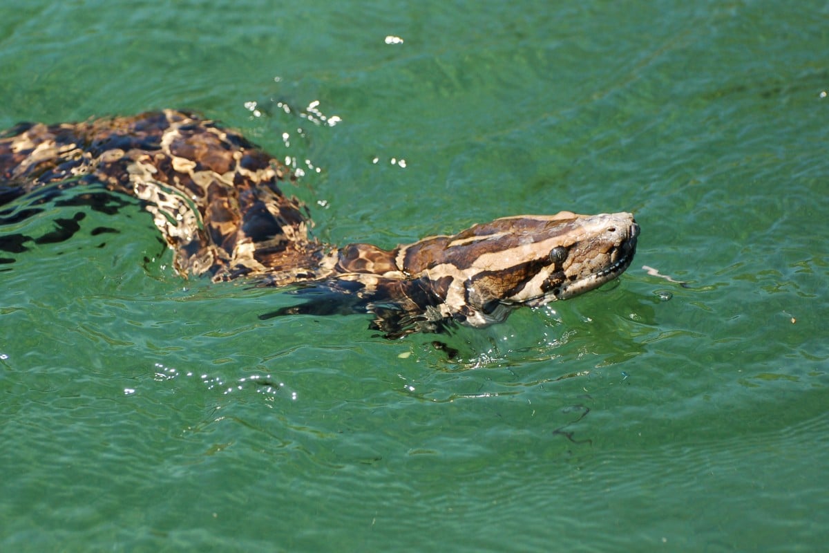 A Burmese python swims in the everglades