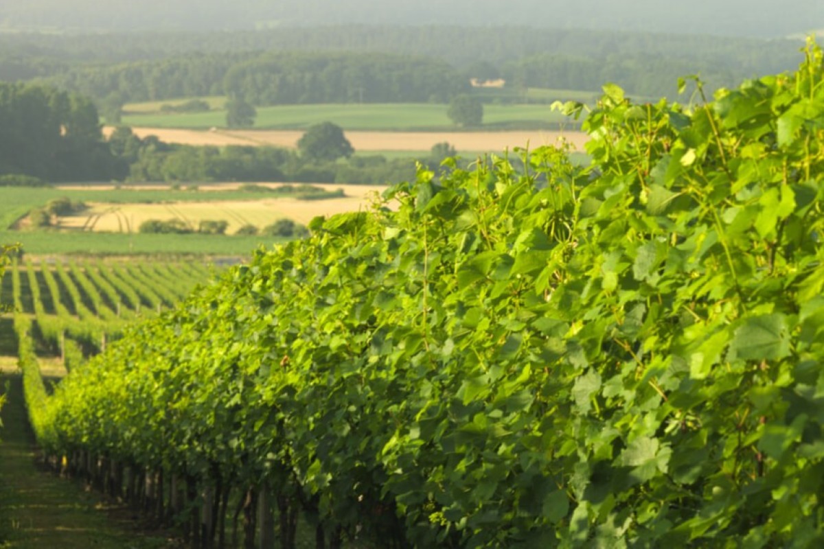 Exbankers plough their money into vineyards in England, hoping to beat