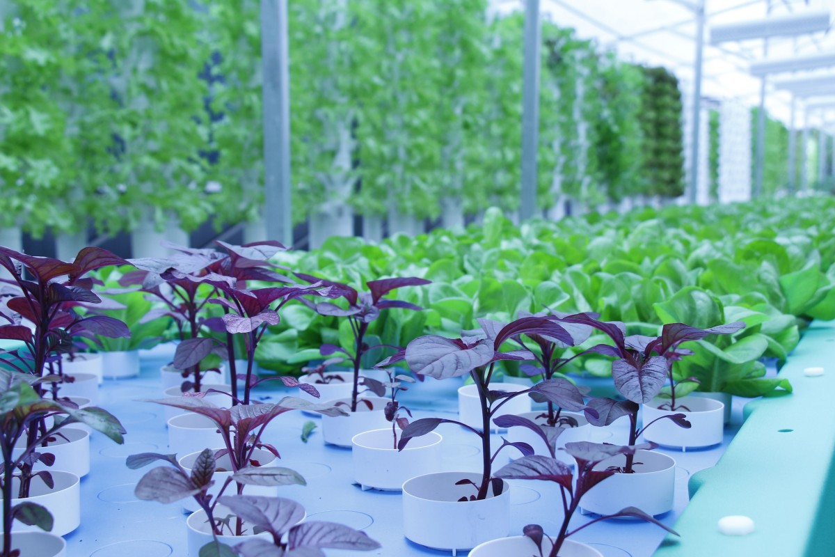 Singapore Hotel S Aquaponic Rooftop Farm To Produce Vegetables And