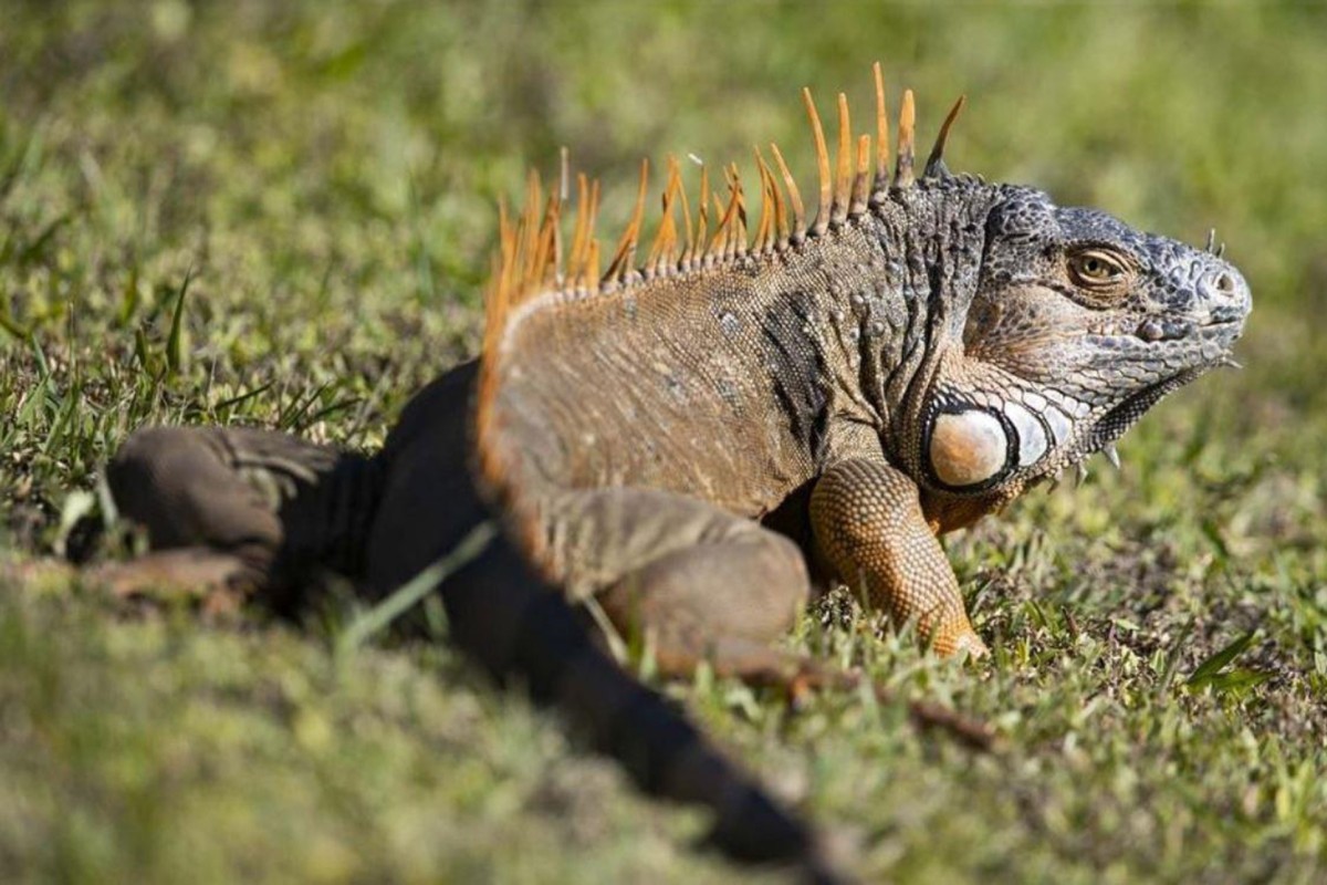 It S So Cold In Florida That Iguanas Fall Out Of Trees South China Morning Post