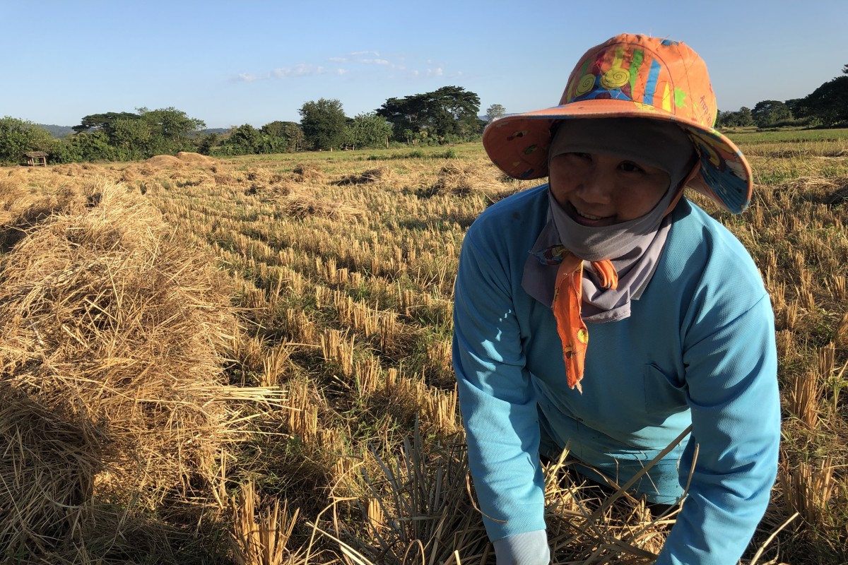 Thai land rights activist Waewrin Buangern, or Jo, working in the fields in Ban Haeng village. Photo: Lam Le