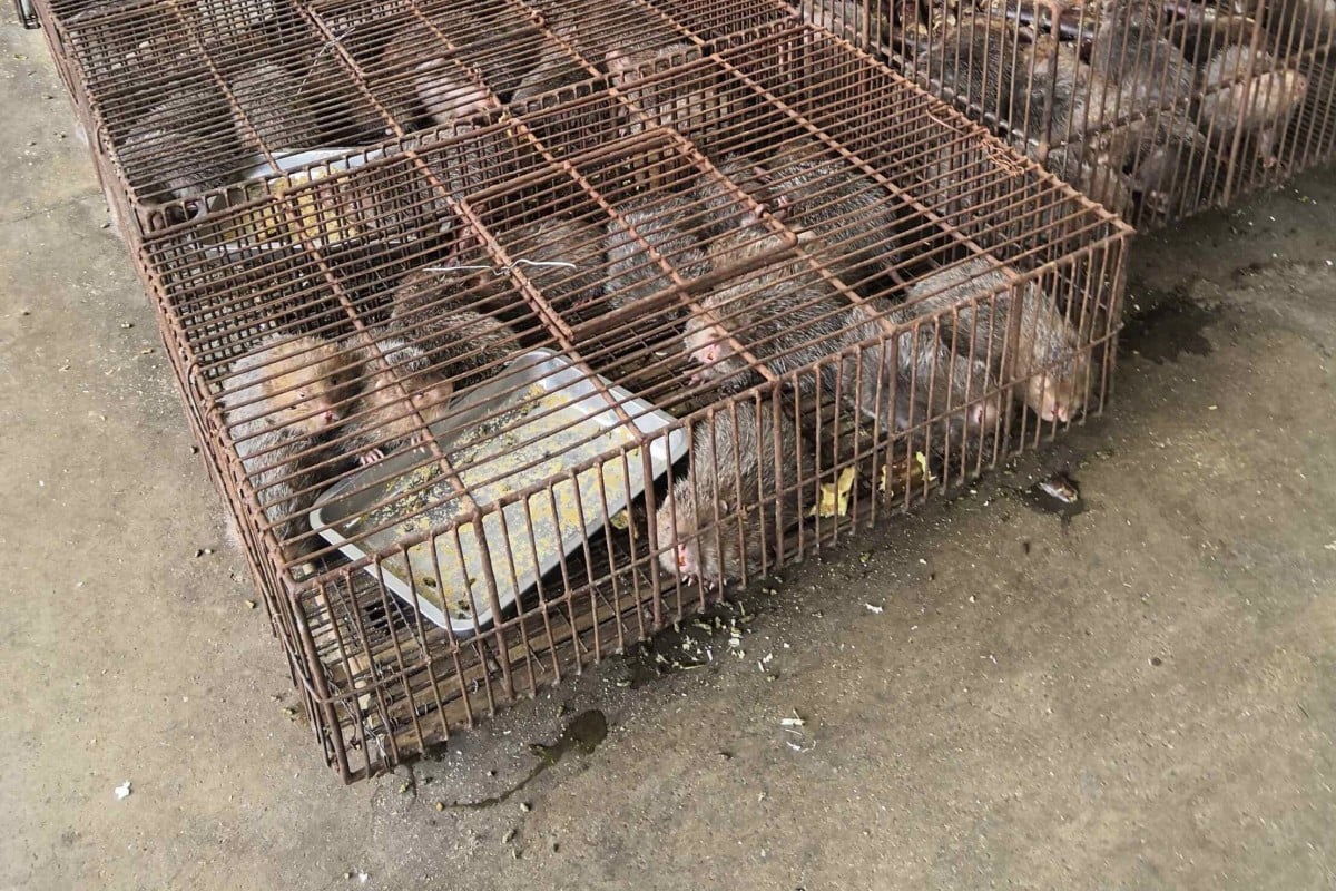 Продажа диких животных в Цинъюане, провинция Гуандун, в июне 2018 года. Фото: раздаточный материал