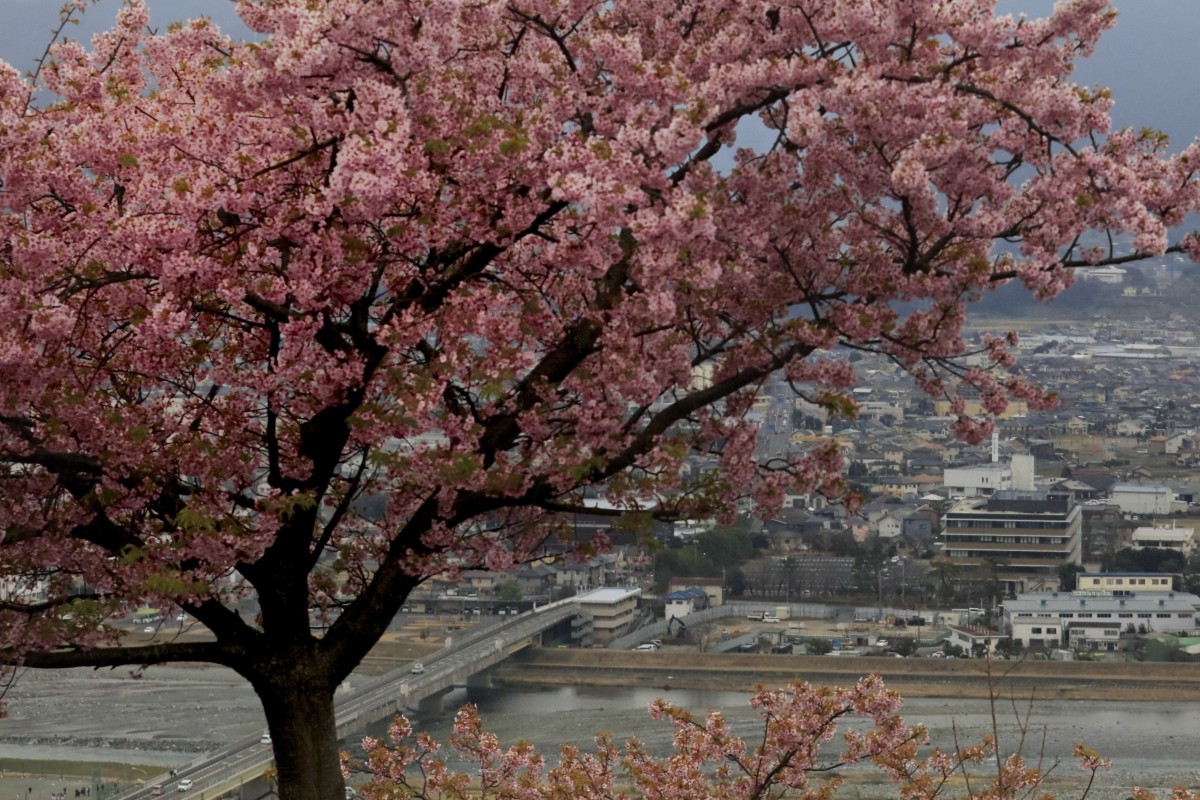 Japanese Cherry Tree | idioticfashion