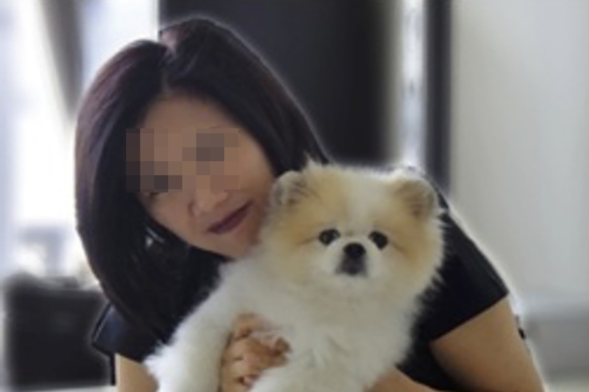 A blood test on a Pomeranian has found there are no antibodies in the system. Photo: Facebook