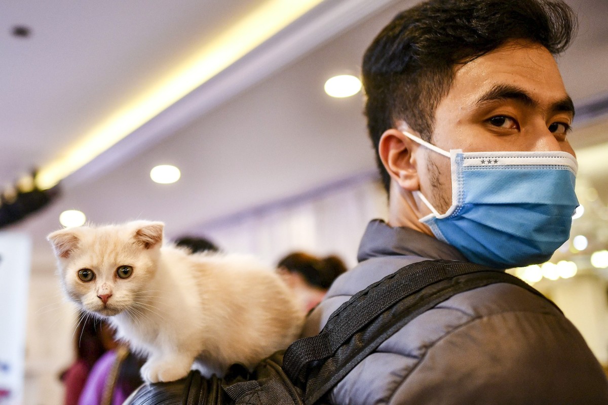 antiviral medication for cats