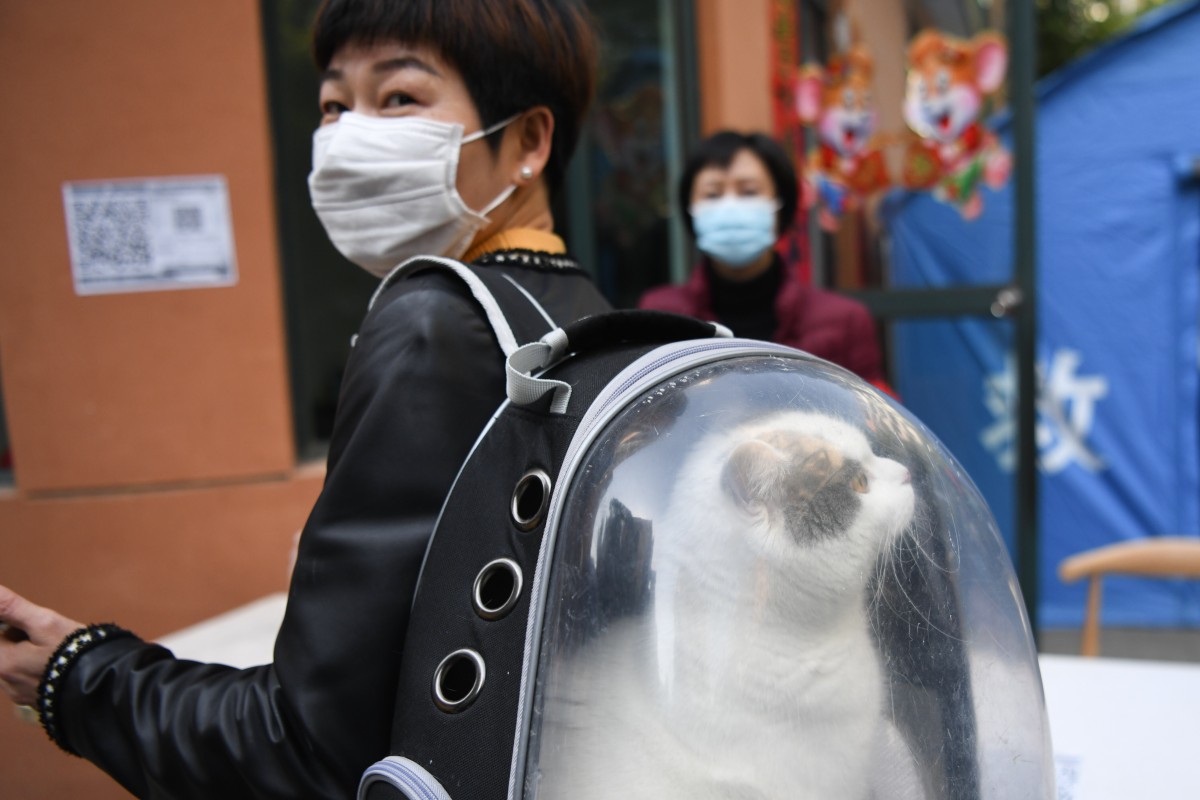 Cats More Susceptible To Covid 19 Than Dogs But Pet Lovers Have