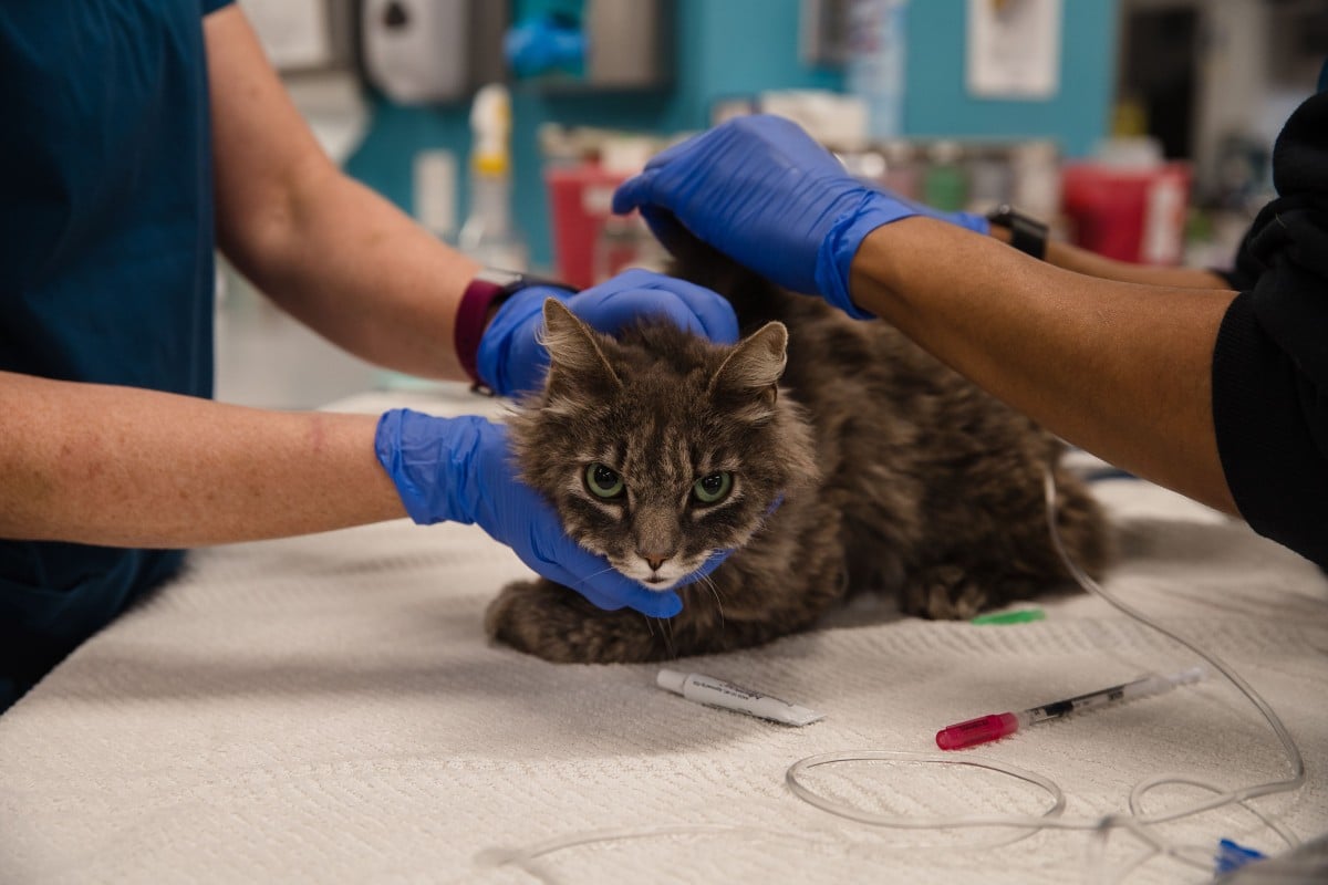 Covid 19 Advice For Cat Homing Centres International Cat Care