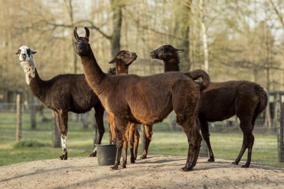How A Llama Could Hold The Key To Beating The Coronavirus South China Morning Post