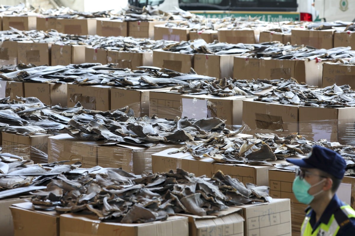 Hong Kong’s Customs and Excise Department displays about 13 tonnes of dried shark fins seized from a pair of shipments from Ecuador. Nearly 90 per cent are believed taken from endangered species. Photo: Nora Tam