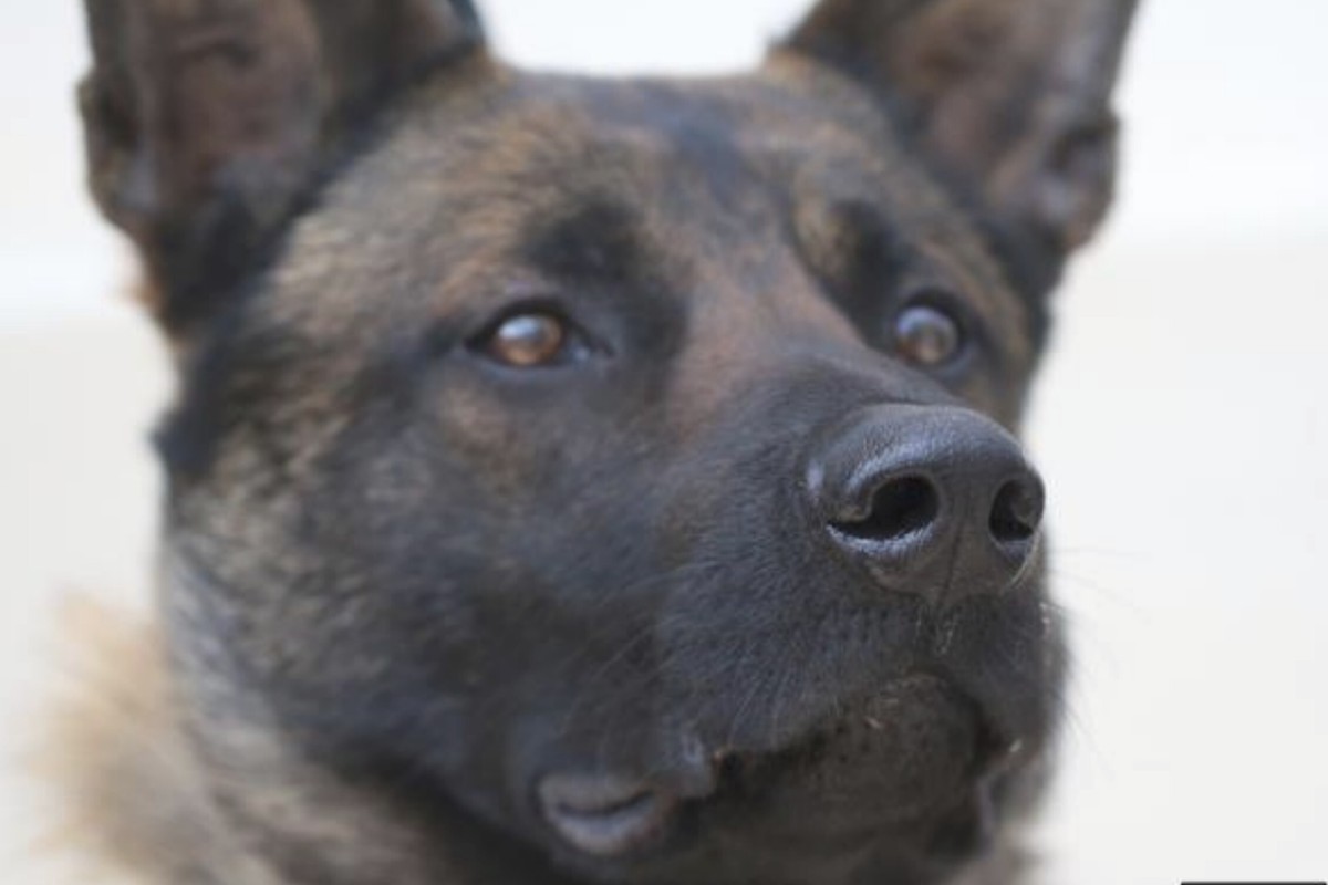 Belgian Shepherd Dogs Trained To Sniff Out Coronavirus Score Top